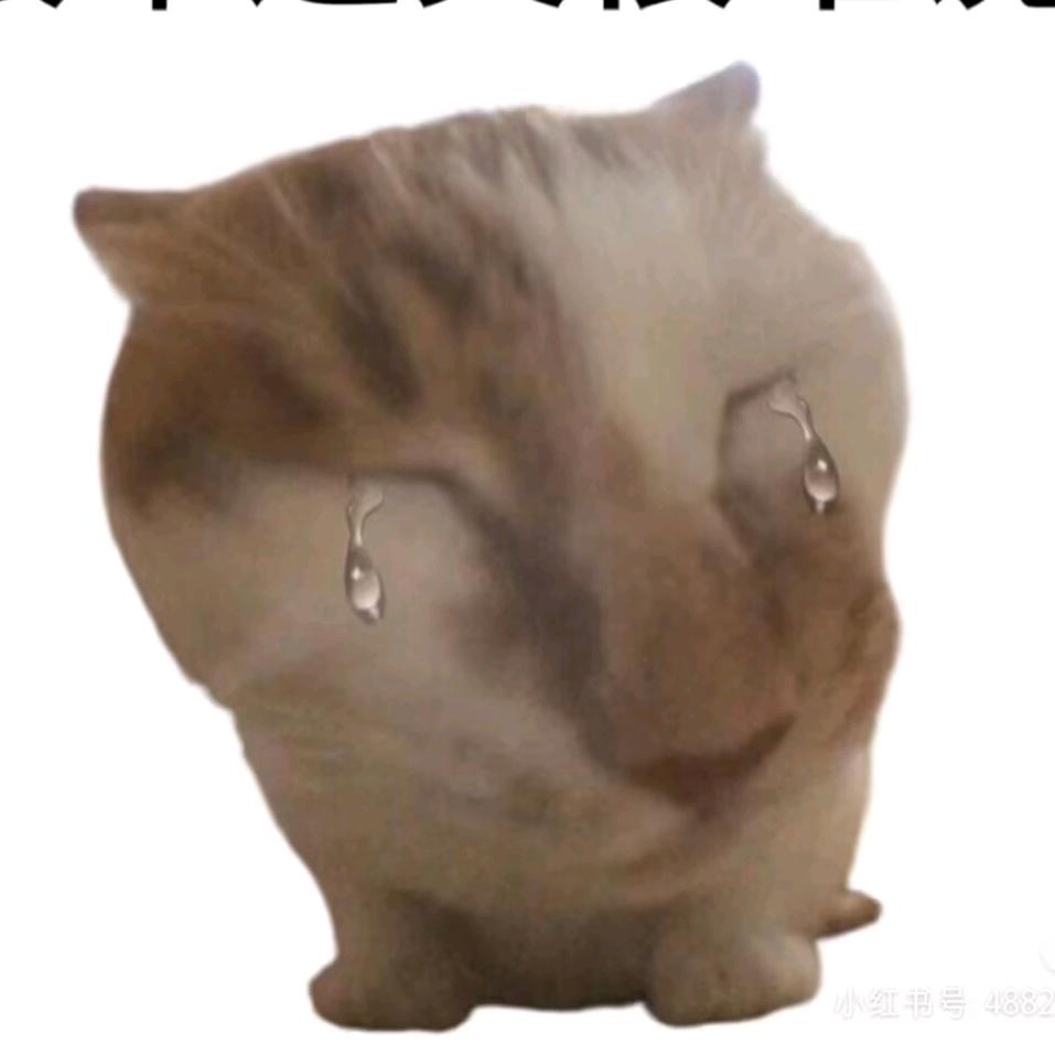 弦系