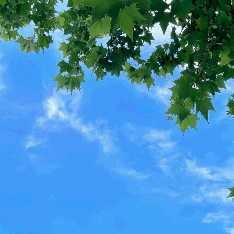 东城区某数李老师