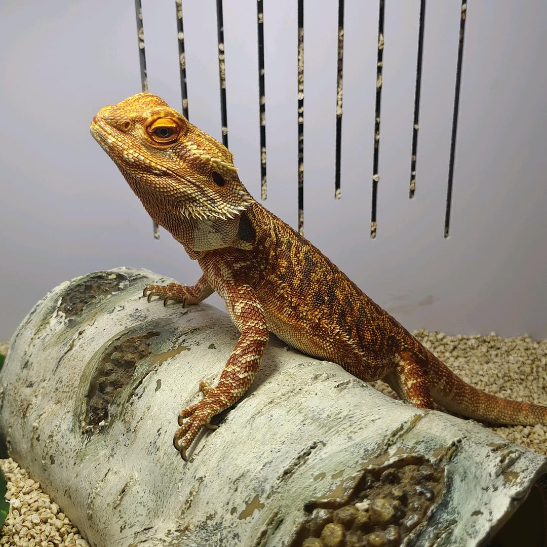 虫鸣探秘活体昆虫自然科普展