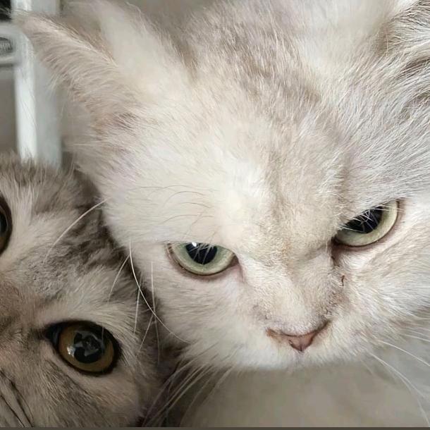 Bisou-（猫大只）