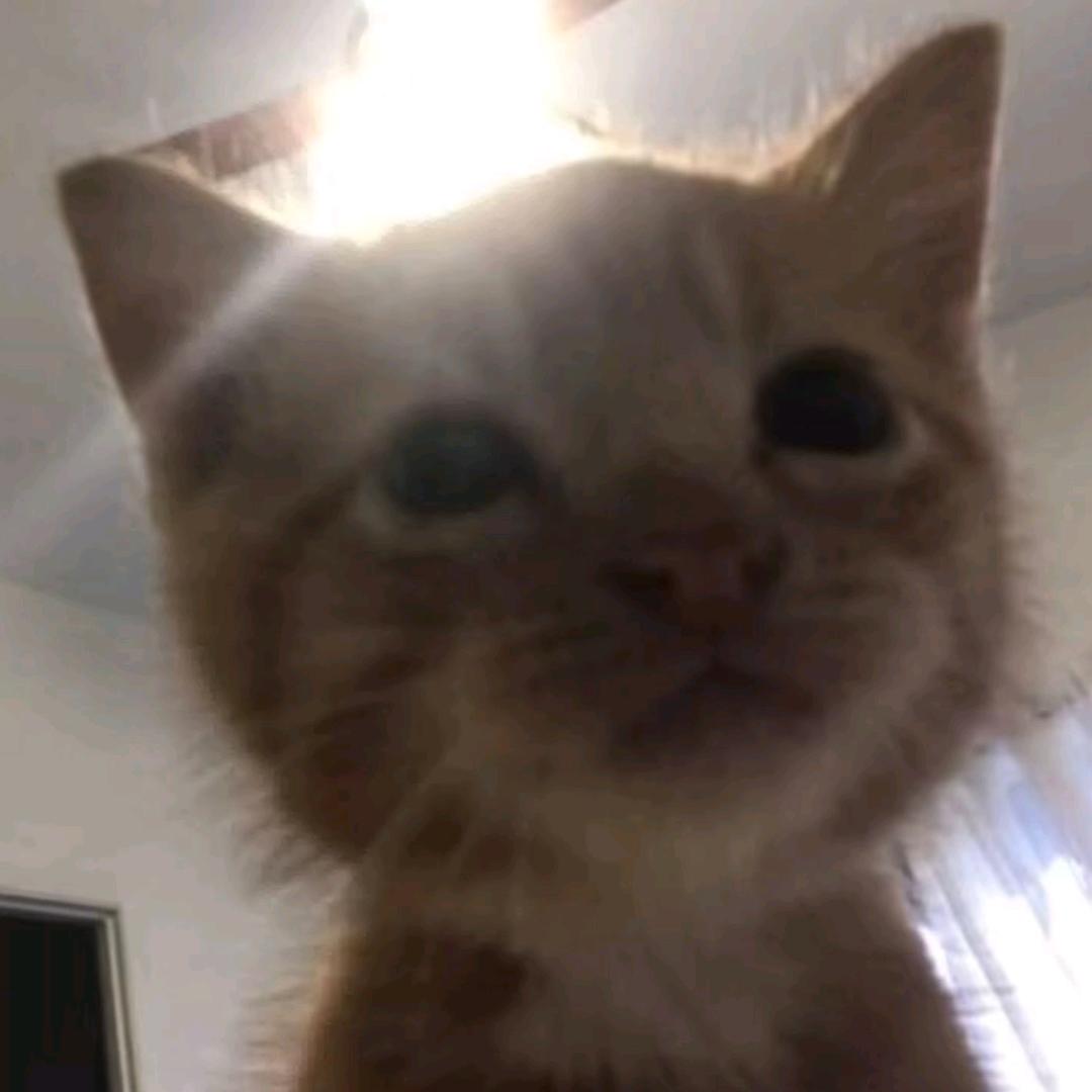 猫没有苗了