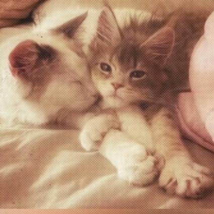 炎夏猫‍.