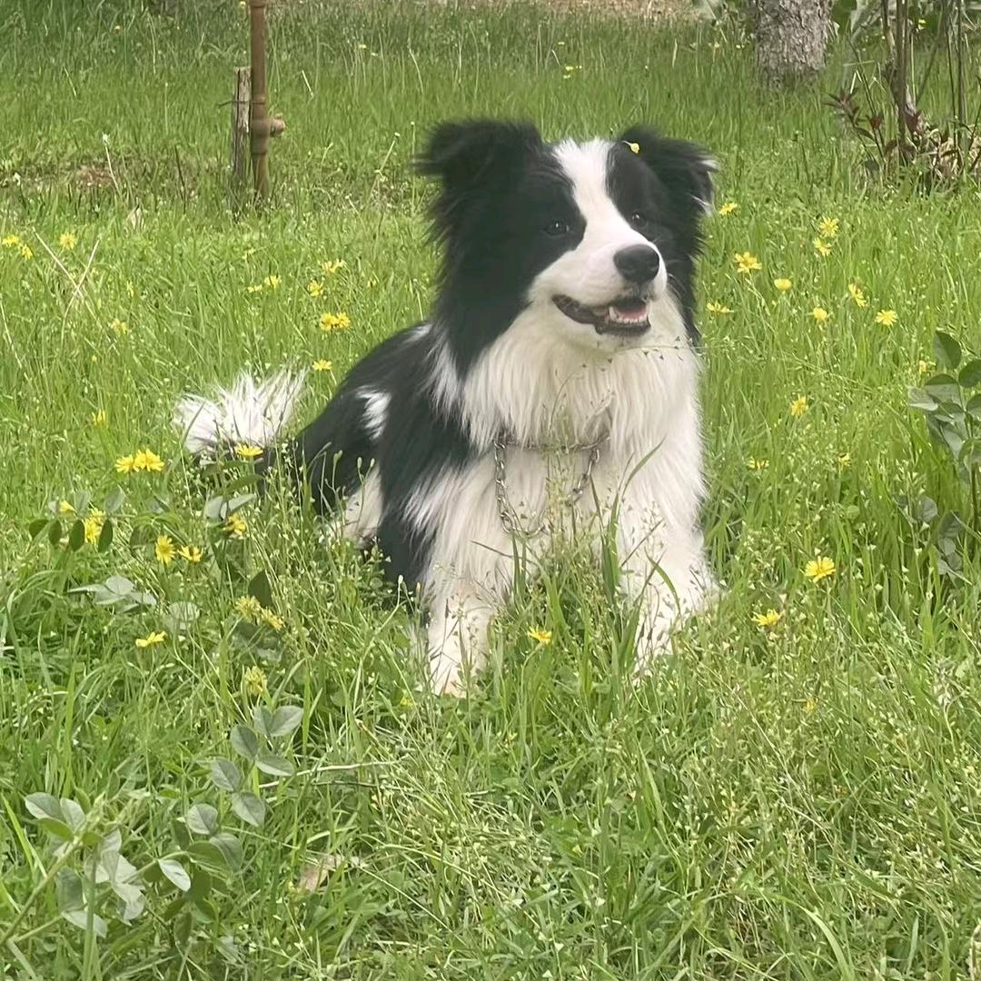 地主家的俩傻孩子