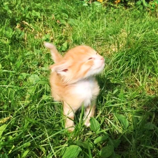 小猫丸大王