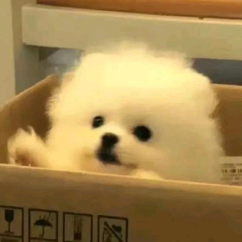 快乐小狗