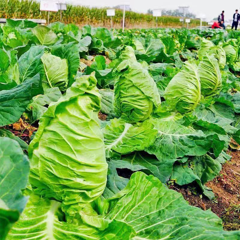 向阳蔬菜苗育苗基地