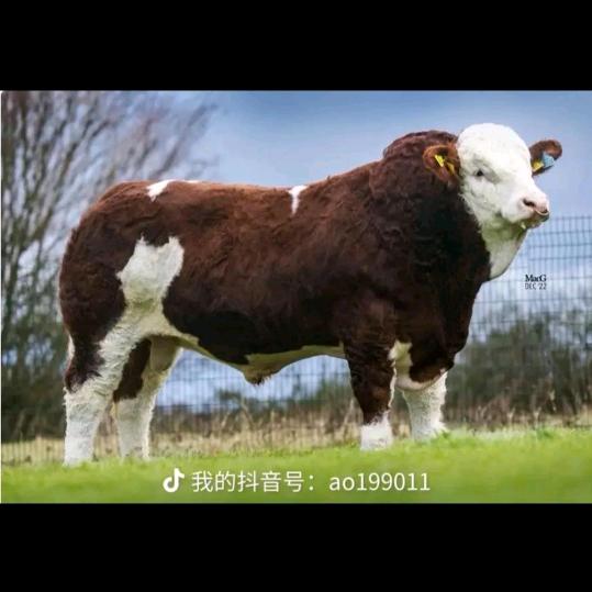 莽牛🐮🐮🐮🐮