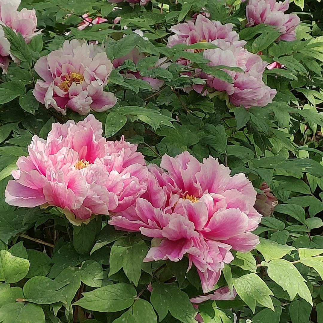 开心快乐每一天