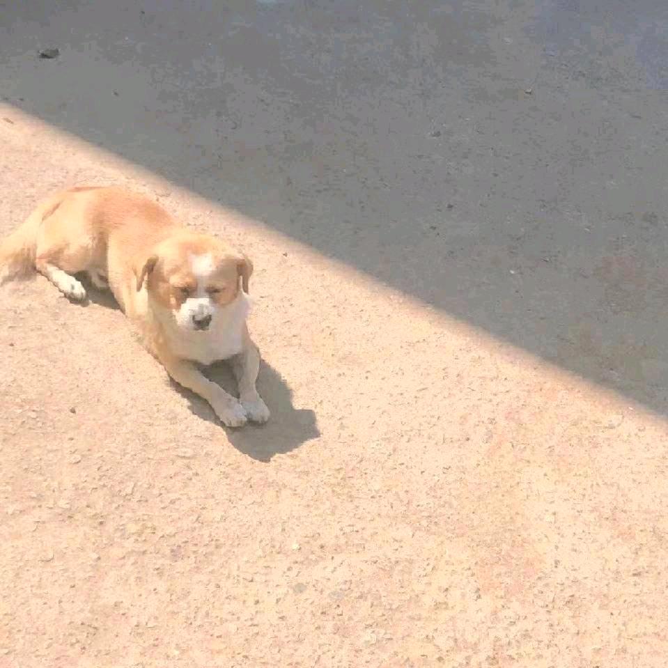 GEM主色调ᙆʰʰ