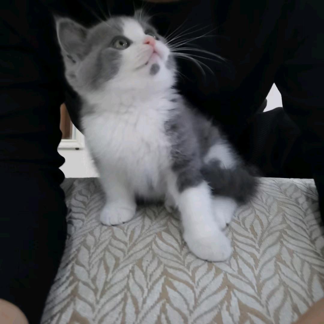 杂淬