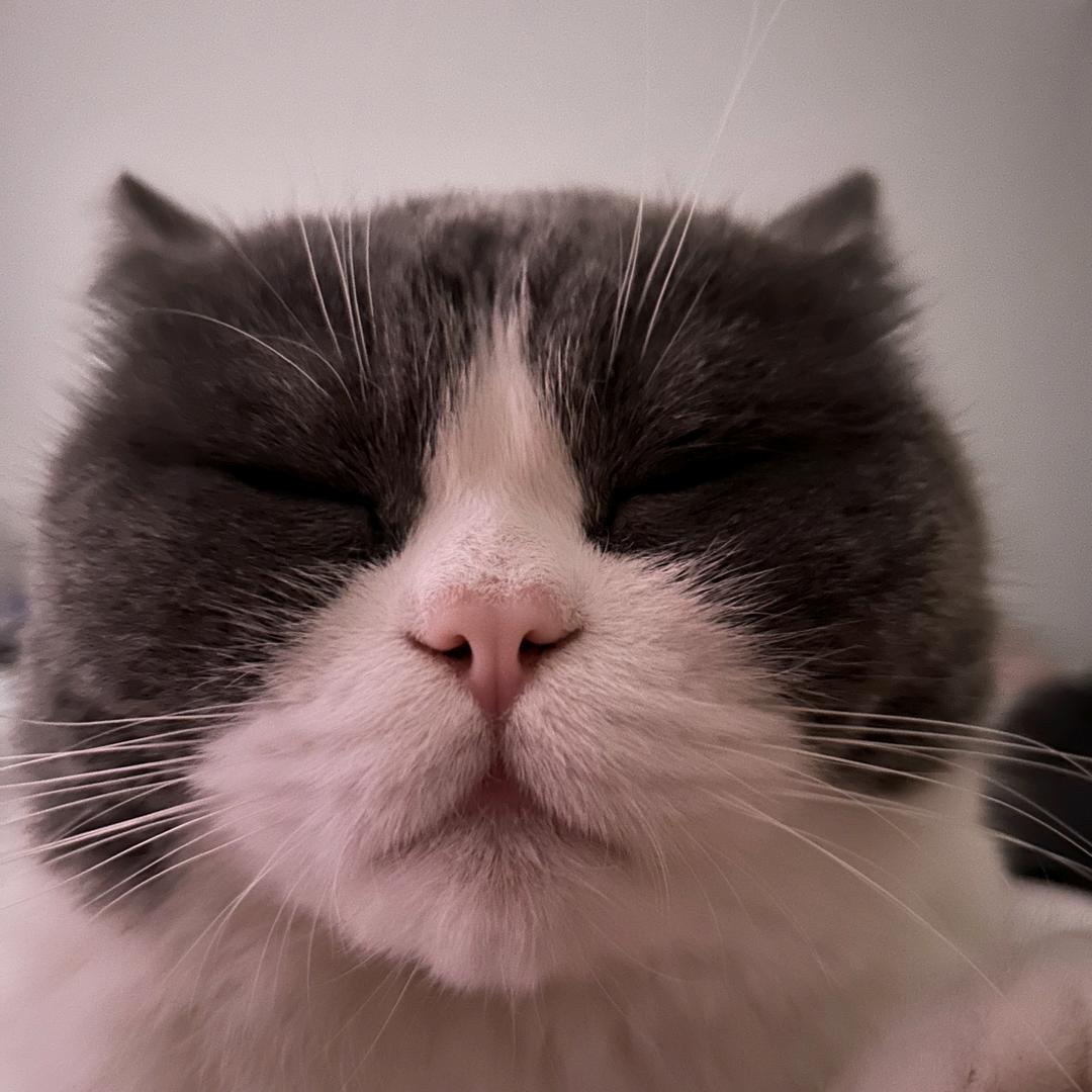 暮年木旦（三角洲）