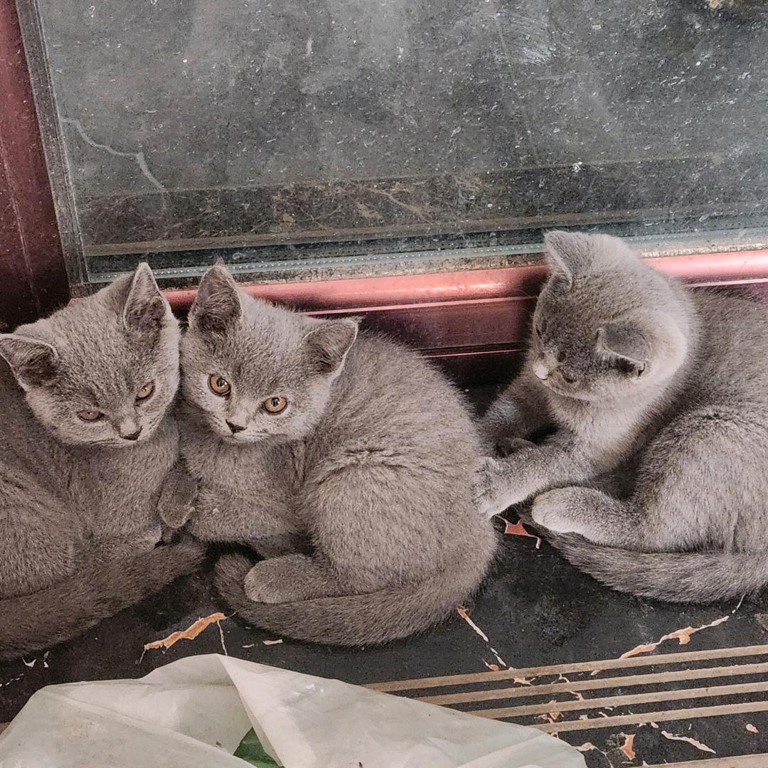 （老郑）你红姐