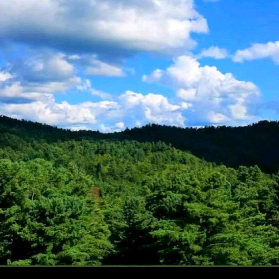 松涛