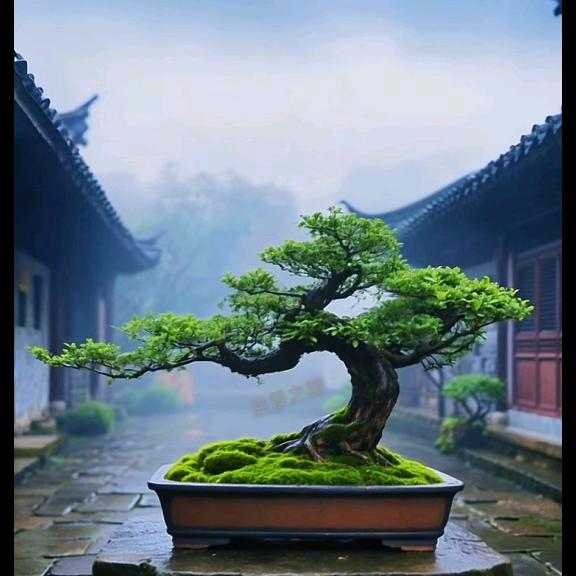 春滴