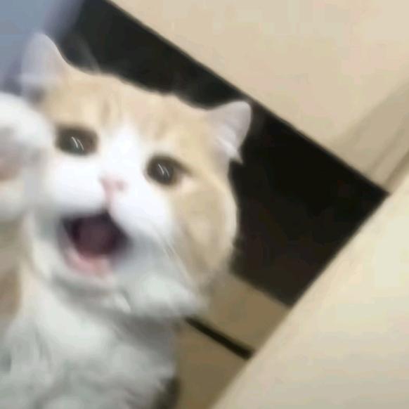 小猫别跑