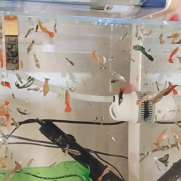 喜欢养孔雀鱼的小孟