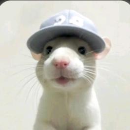 耿耿