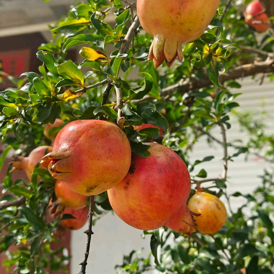 金亮苗圃园艺优品小铺