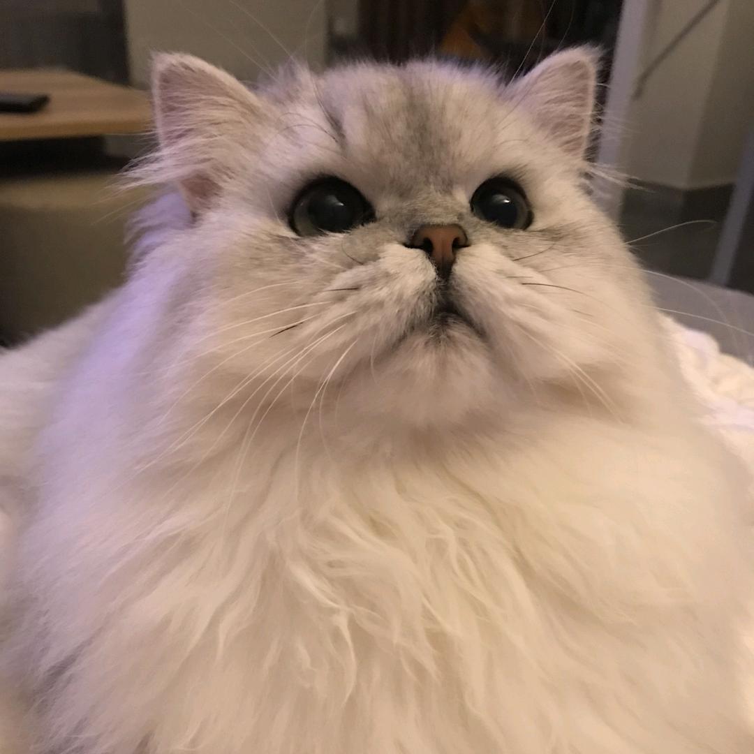 𝙈𝙊𝙈𝙊