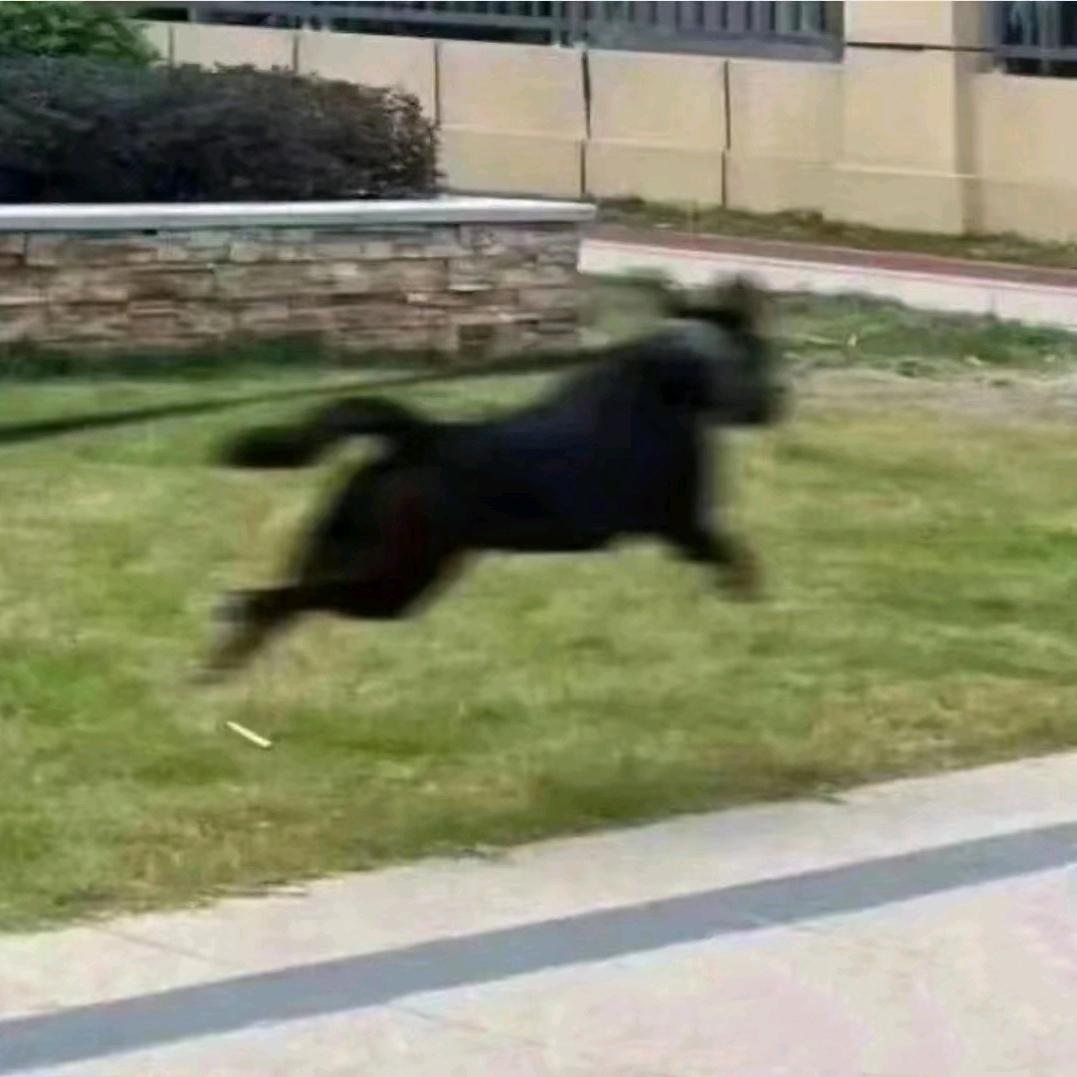 会说话的猫咪小怪