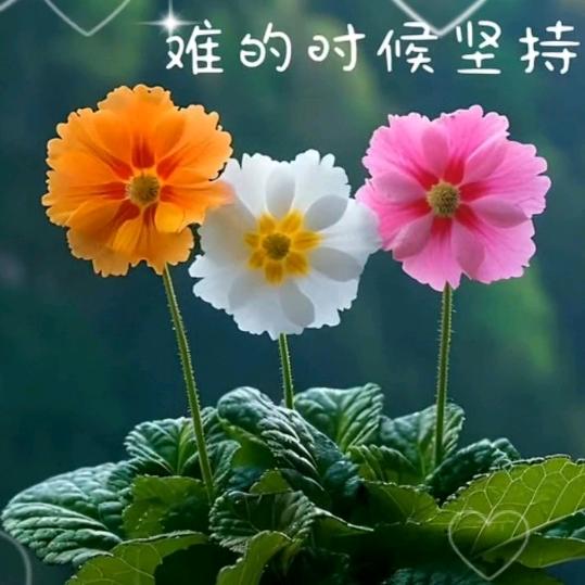 清澈流年