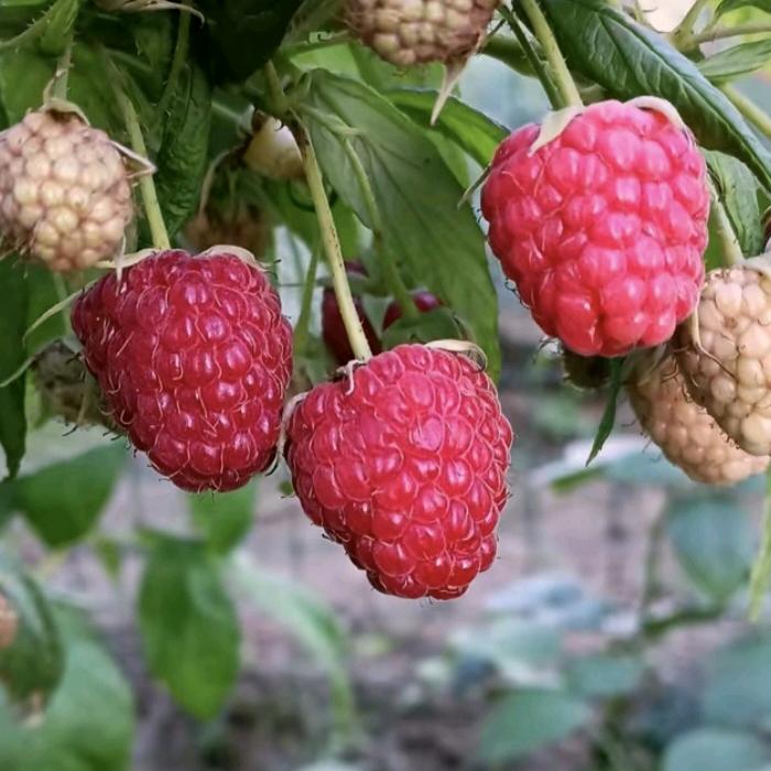 树莓小林子