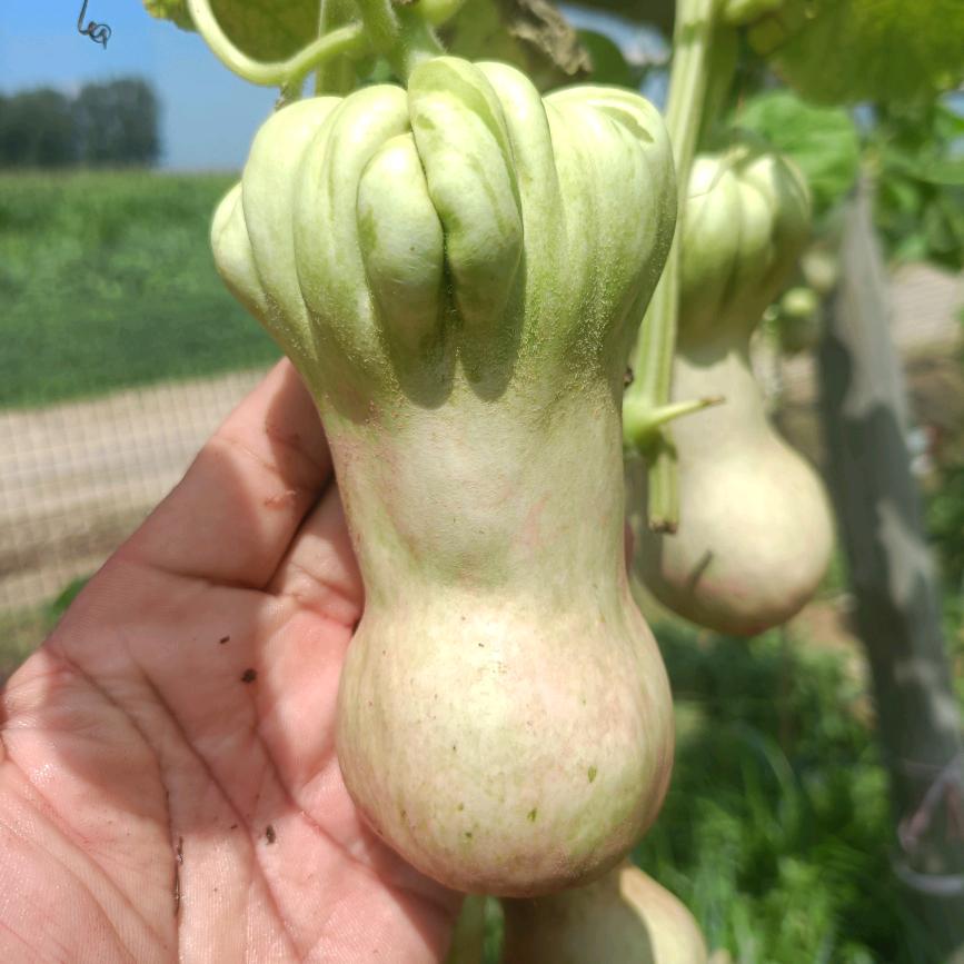 泉思葫芦首播筹备中