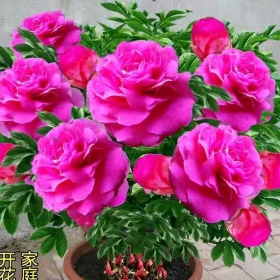 花木苗圃
