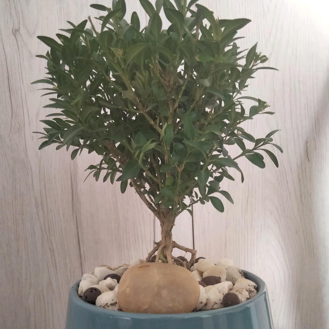 白玉