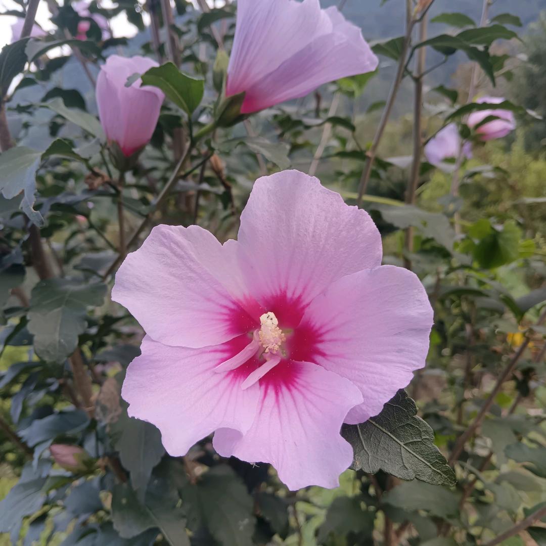 秋天里的木槿花