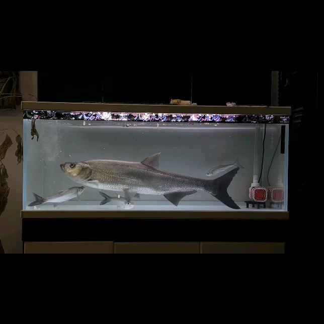 辉哥 全网收鱼🐟