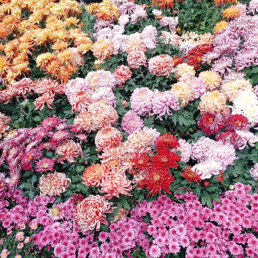 @飛飛