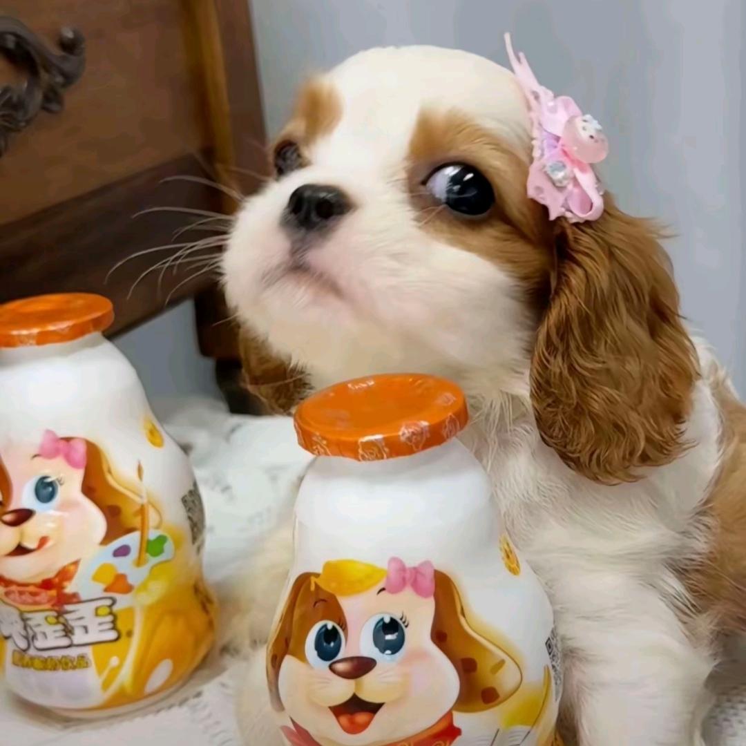 铁血哑妹妹