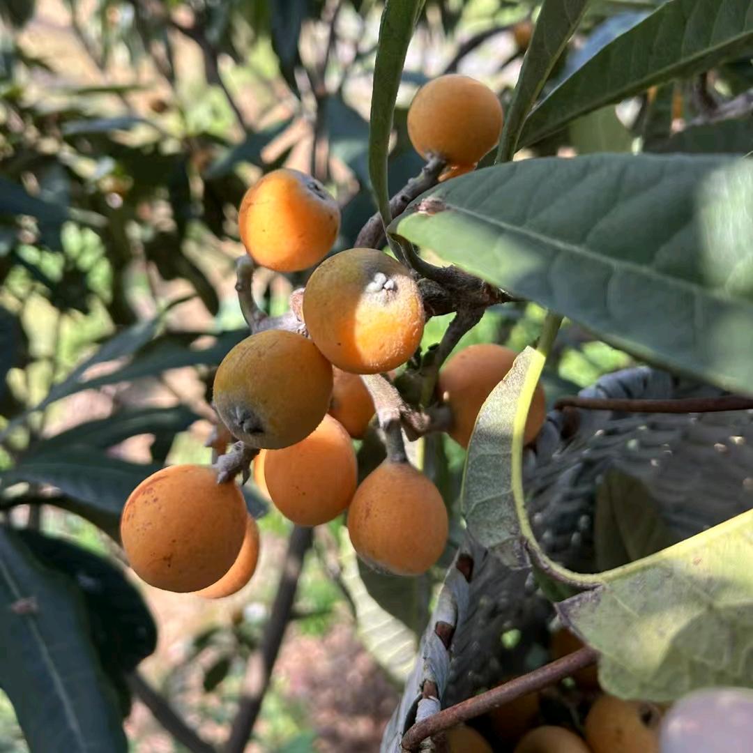 🎉💕平平淡淡💕🎉