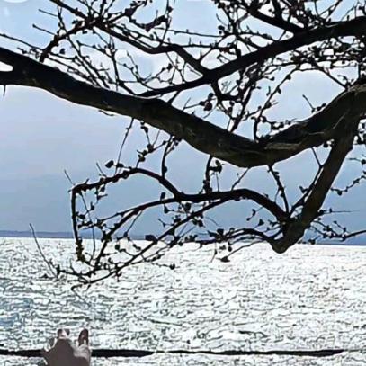 西伯利亚折耳根