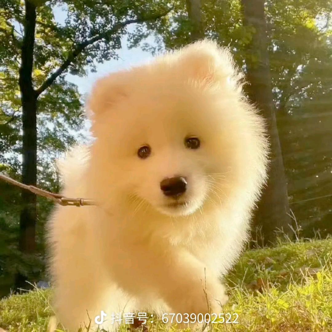 晕头小狗