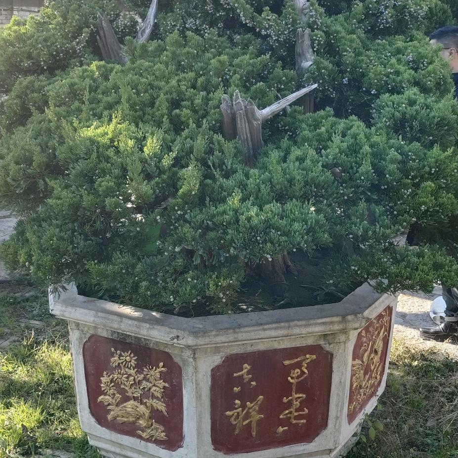 太行盆景汇翠馆