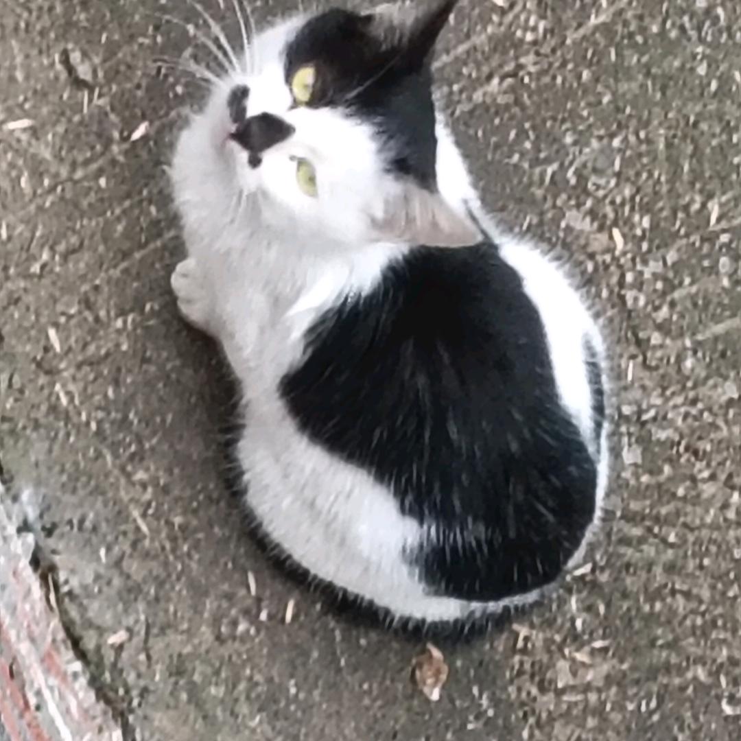 梅花