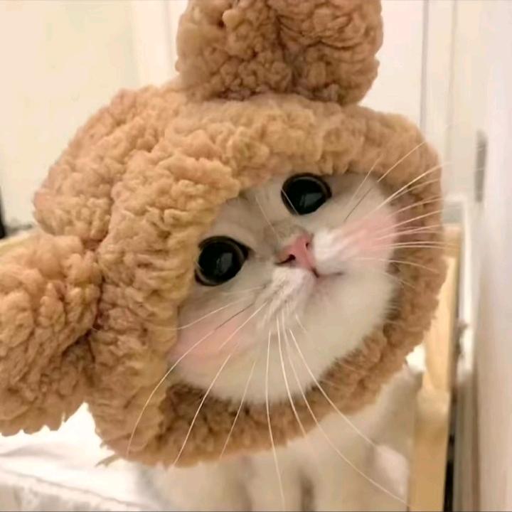 ω呆呆ω