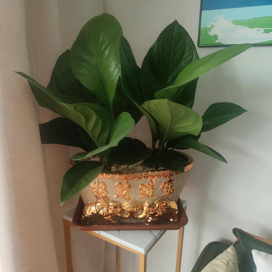 🌹💖像一场梦💖🌹