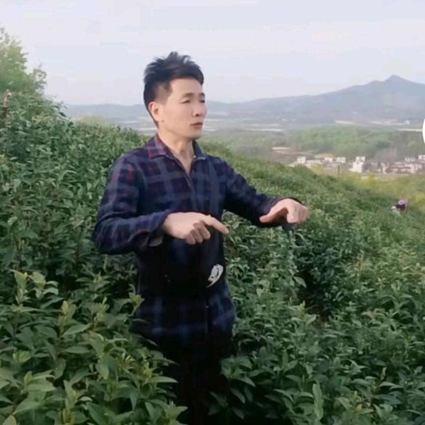 都昌白茶