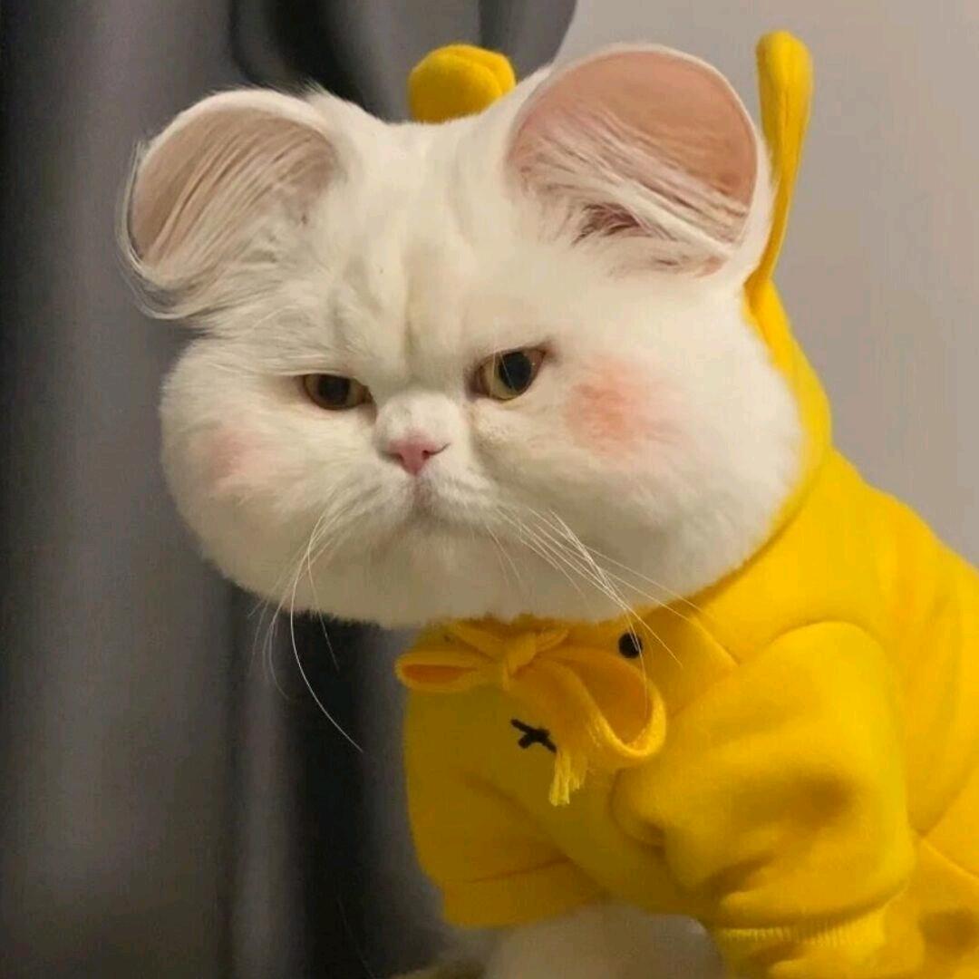 -假如