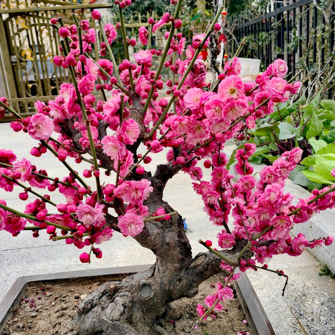 等你绿植盆景园