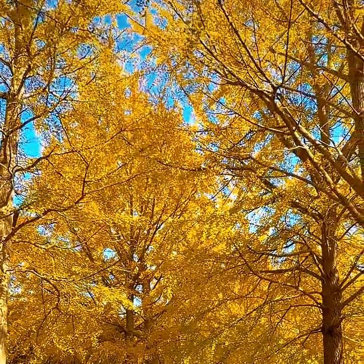 山重水复疑无路，柳暗花明又一村