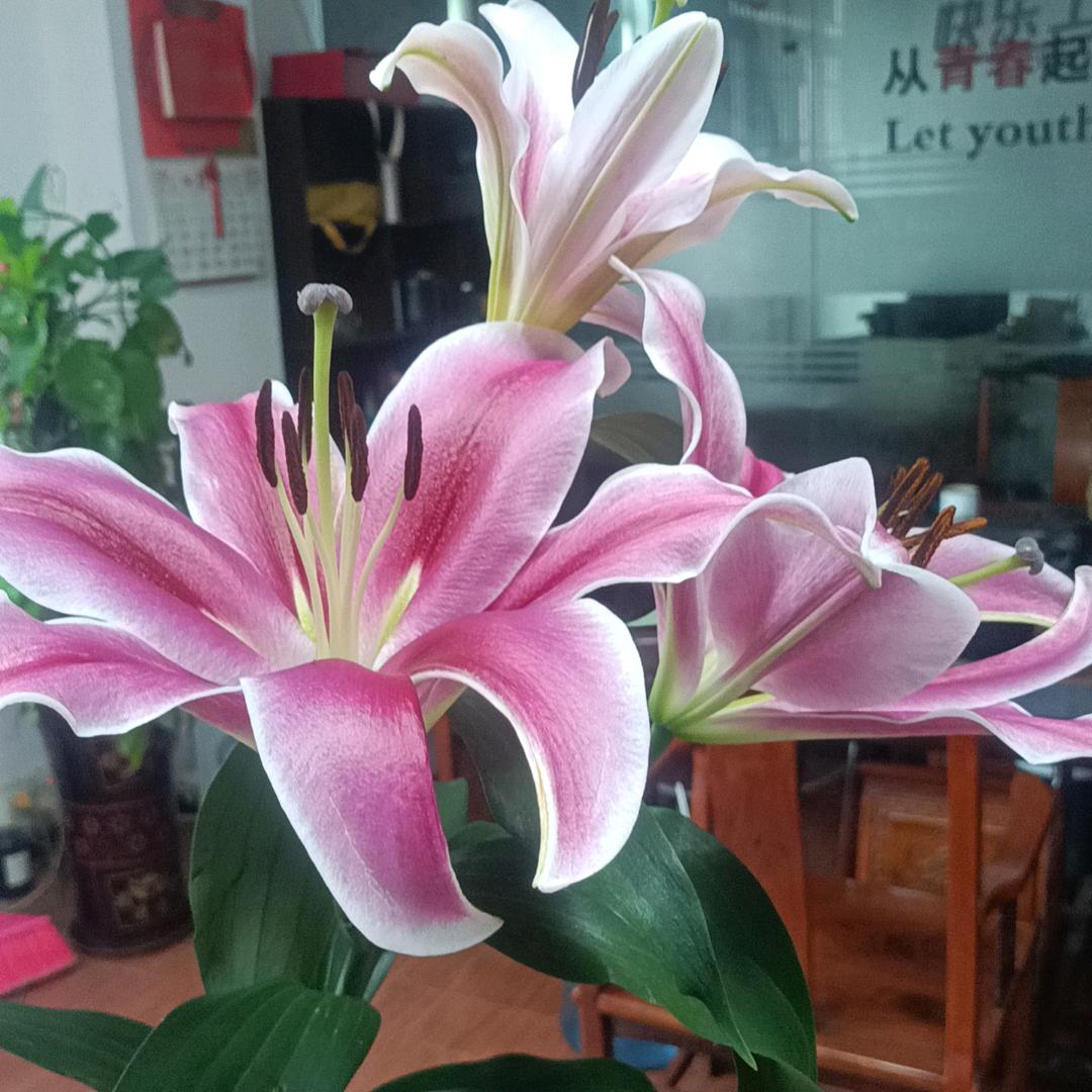 张敏.道钉专用胶交通设施品