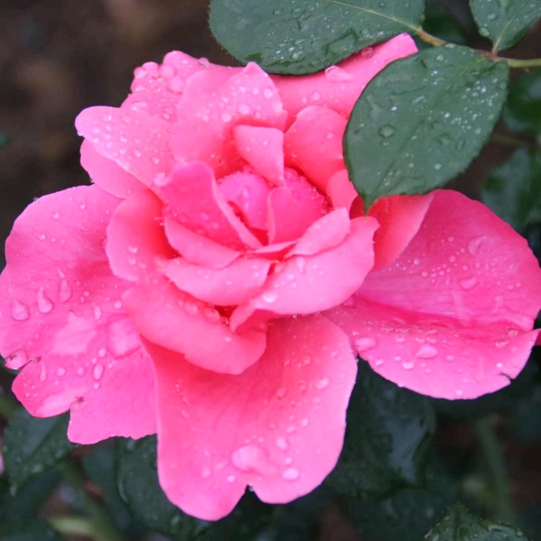 静夜听雨