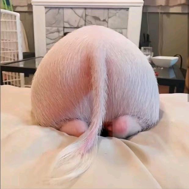 金猪（暗区突围）