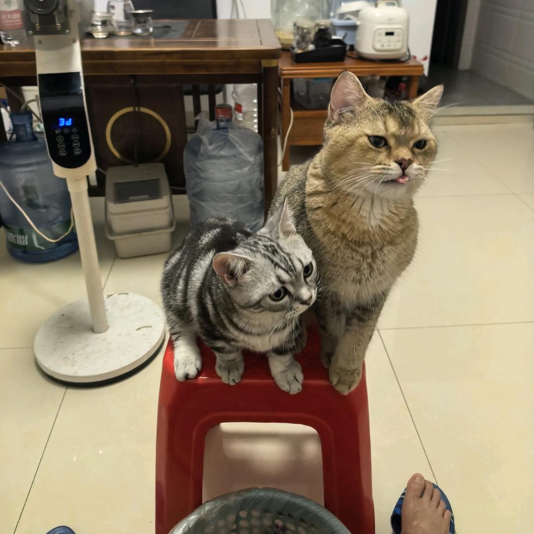 粤G猪猪🐷铲屎官