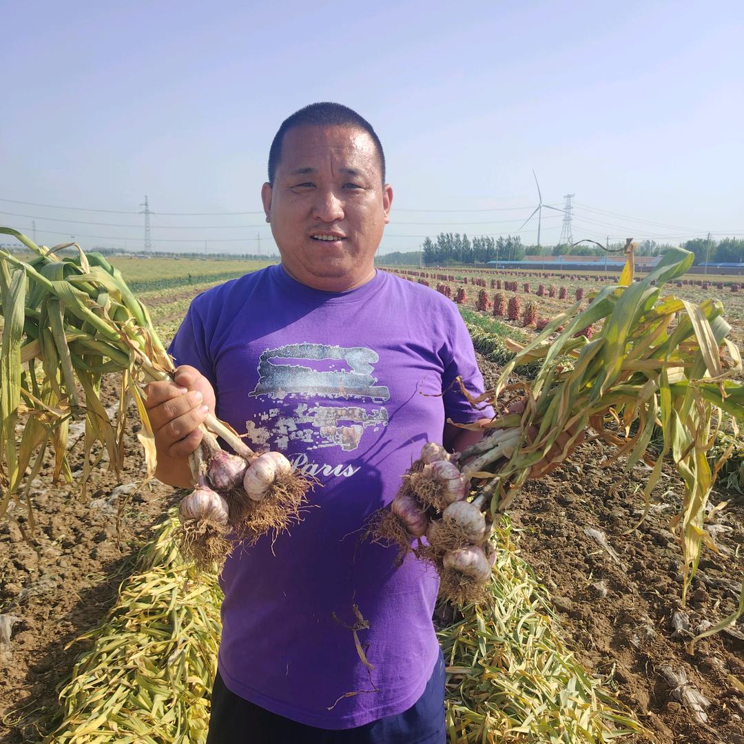 济南大青稞蒜种农户代办
