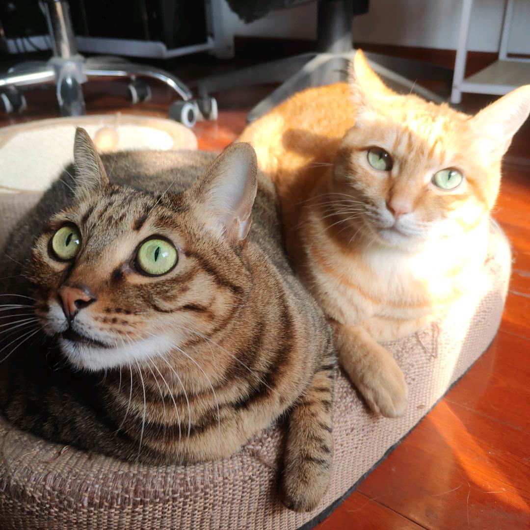 有米有饭[优米，优范]